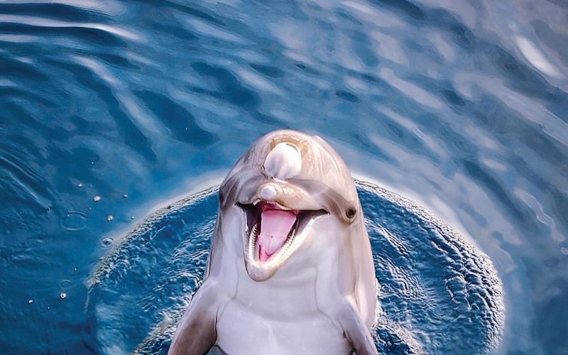 delfin oliver7 simbolicna.jpg