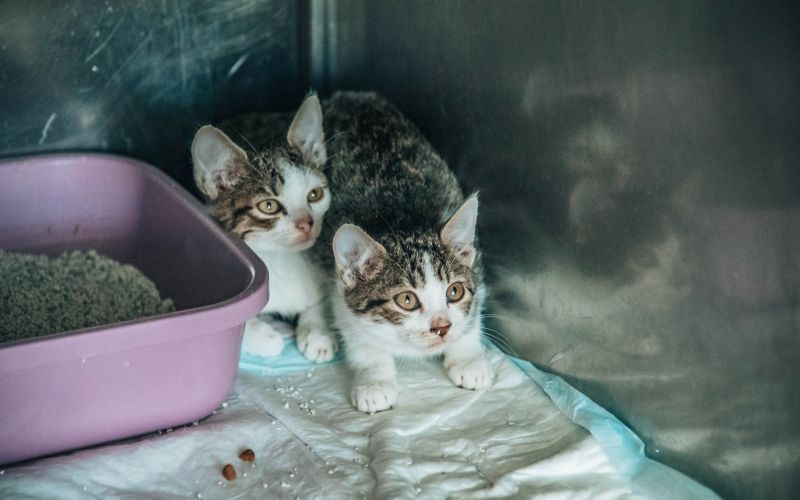 veterinaria-murska-sobota, veterinar, veterina, simbolična, živali, psi, pes, mačka, mačke, mački