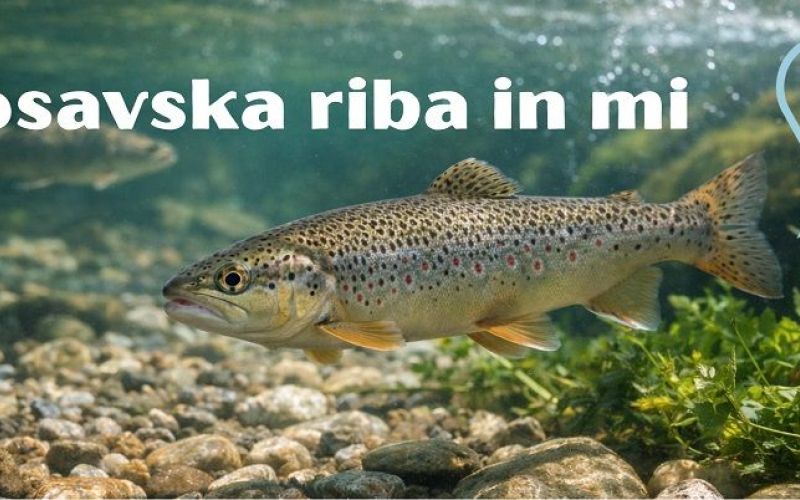 riba-in-mi.jpg