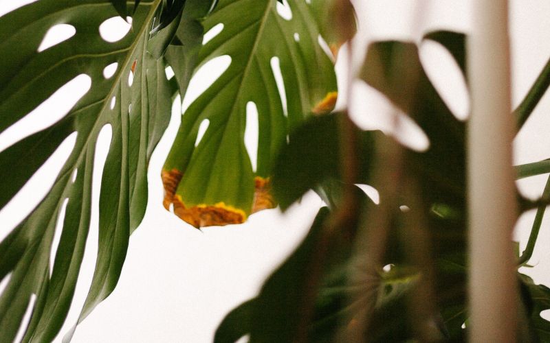 monstera rjav madež