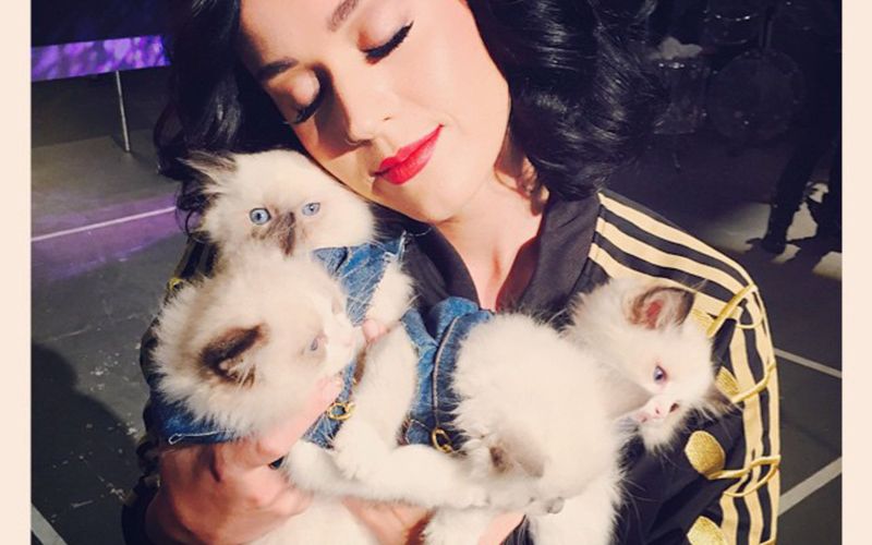 Katy Perry svoje naklonjenosti do mačk nikoli ni skrivala. Njena najbolj znana mačja spremljevalka je bila Kitty Purry, katere ime je bilo duhovita izpeljanka pevkinega umetniškega imena.