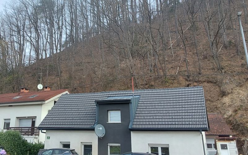 drevo gozd ljubljana