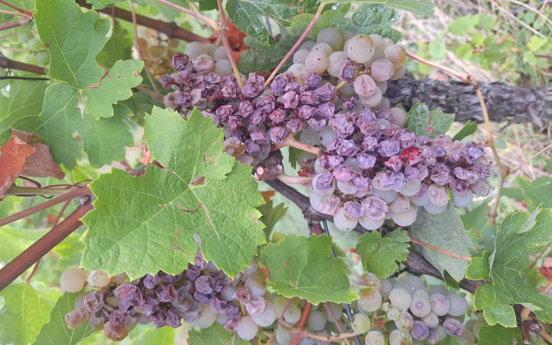 mv-vinogradi suša 2.jpg