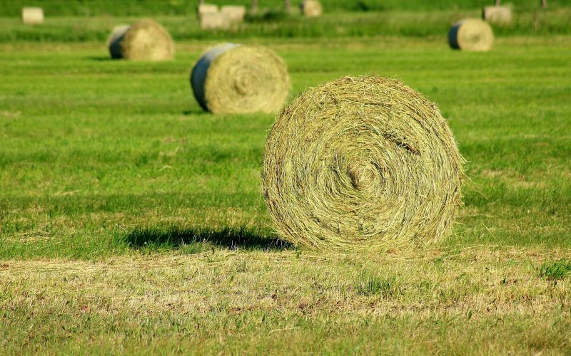 MZ Kosnja Panorame.jpg