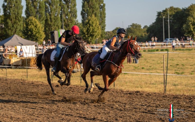 pomurski-galop, drustvo-za-zascito-konj