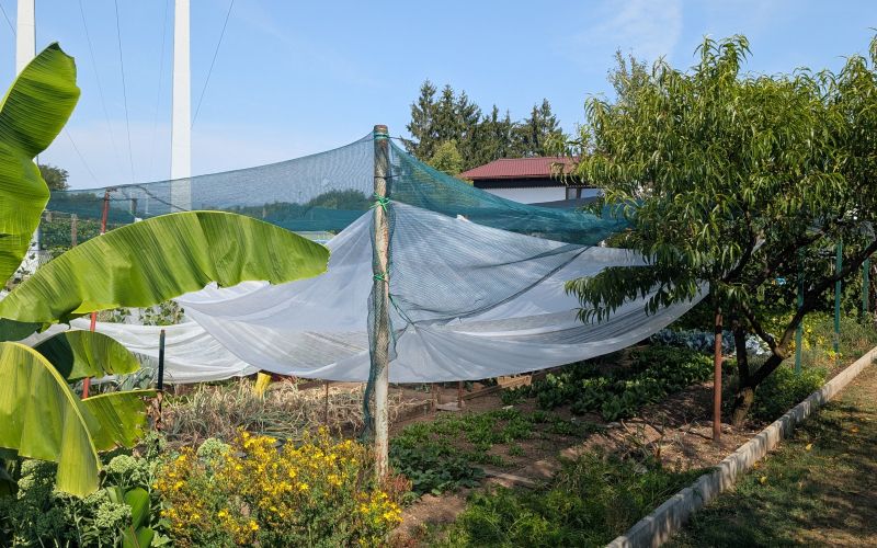 Miša2.jpg