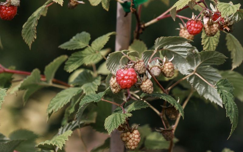 maline