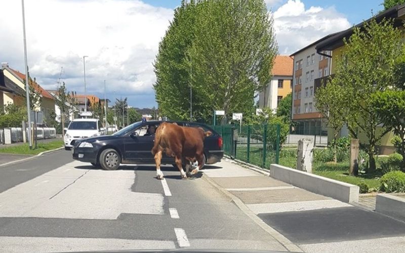 pobegli bik.jpg