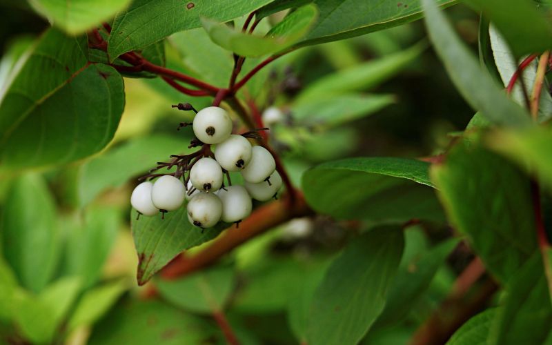 sivi dren6 rezerva Shutterstock.jpg