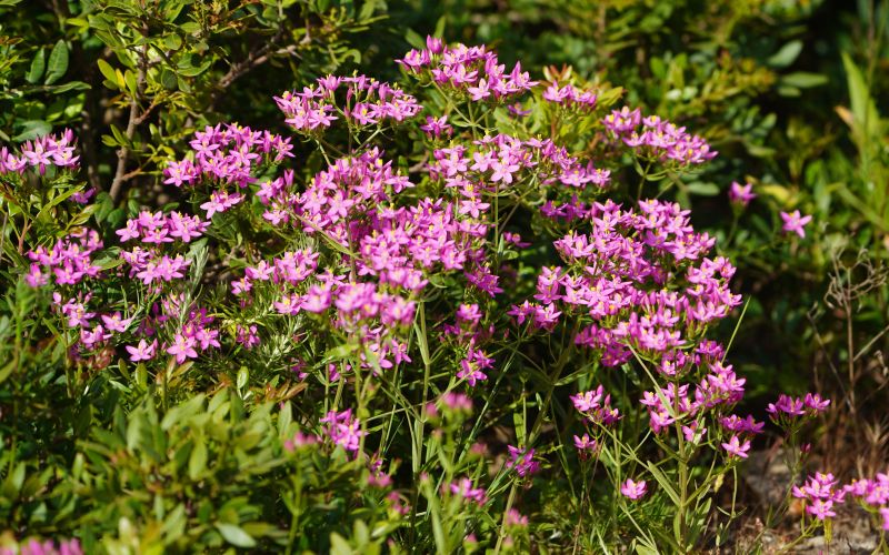 Tavžentroža, Centaurium erythraea