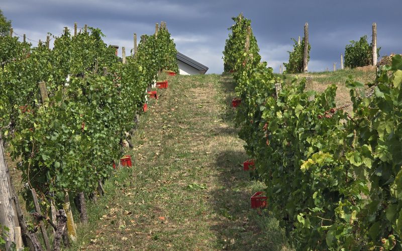 simbolična, bratva, bratev, grozdje, vinograd