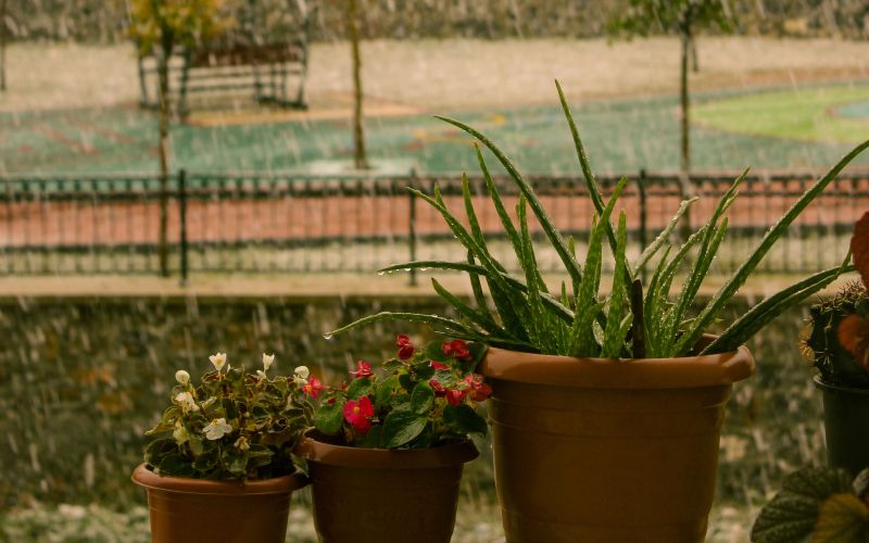 dež balkon z rastlinami v loncih