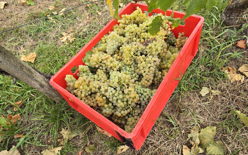 simbolična, bratva, bratev, grozdje, vinograd