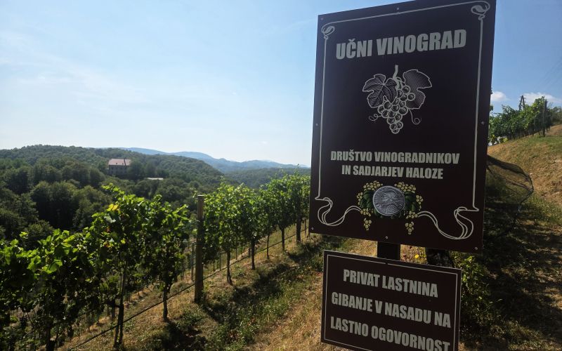 EK_ucni vinograd.jpg