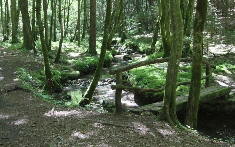 Pravljično lepa pot skozi gozd pod Machovim hribom ob meandrih Slatenskega potoka