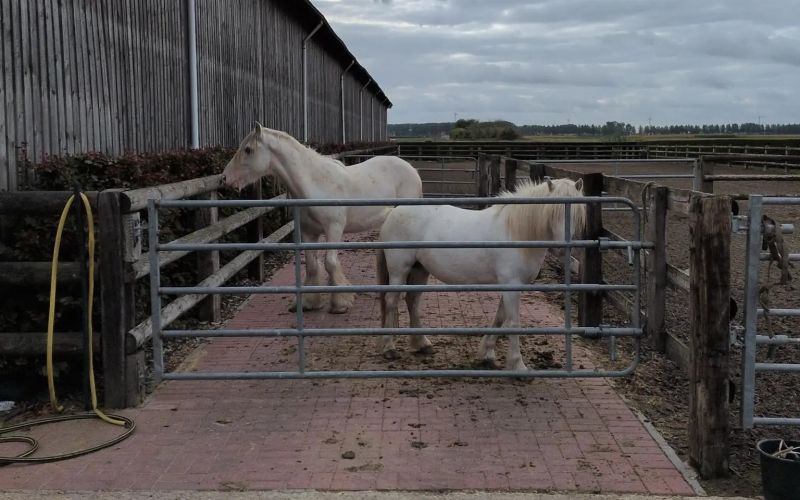 260910-horse-trafficking-scheme-2.jpg