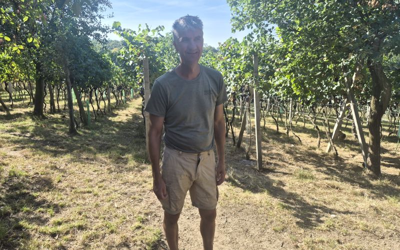 vino, pridelava, naravno-vino