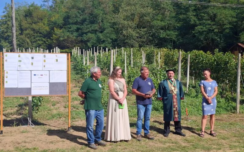 obcina-dobrovnik, ampelografski-vrt, vinograd