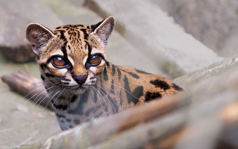 Tilcayo_tiger_cat.jpg
