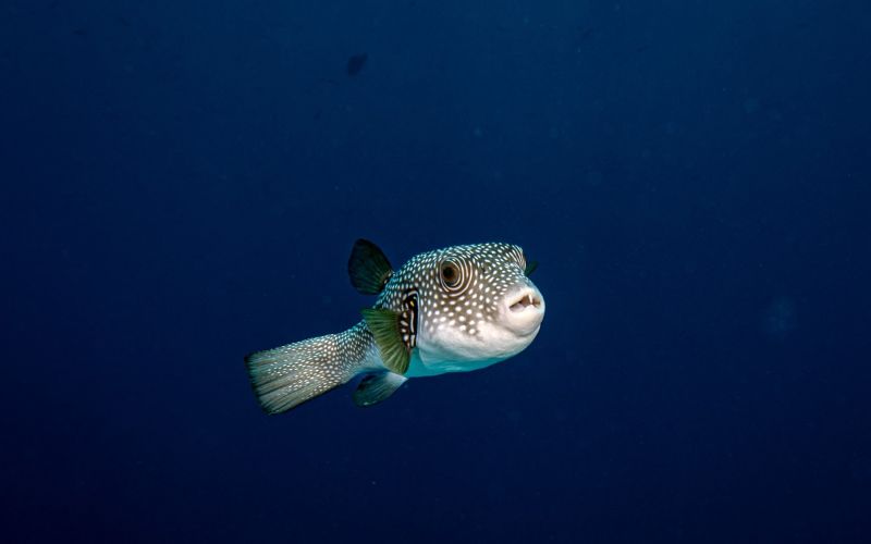 srebrnoprogasta napihovalka Lagocephalus sceleratus