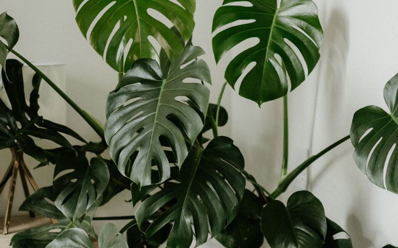 monstera