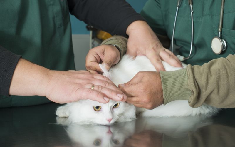 veterinar, mačka