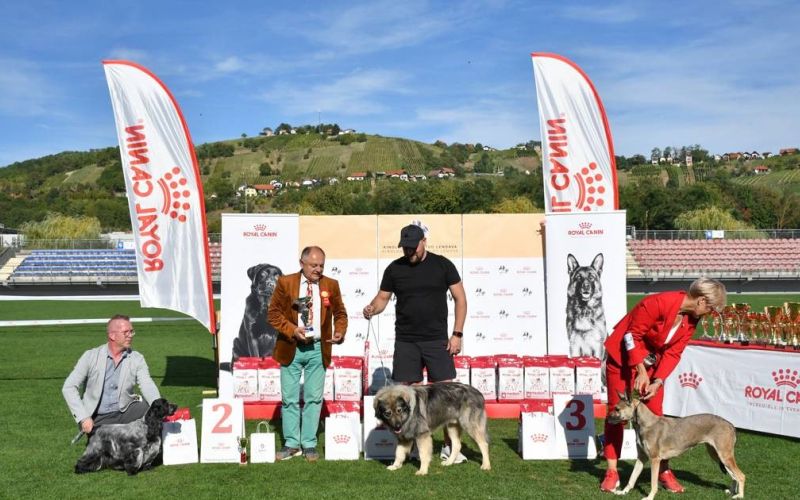 razstava-psov, cacib-lendava-2026
