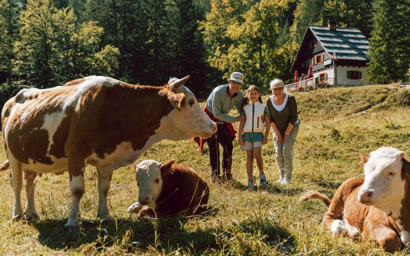 hit-alpinea, kranjska-gora