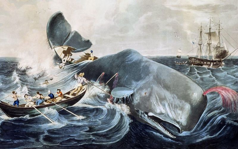 moby dick.jpg