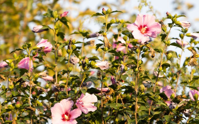 Sirski oslez