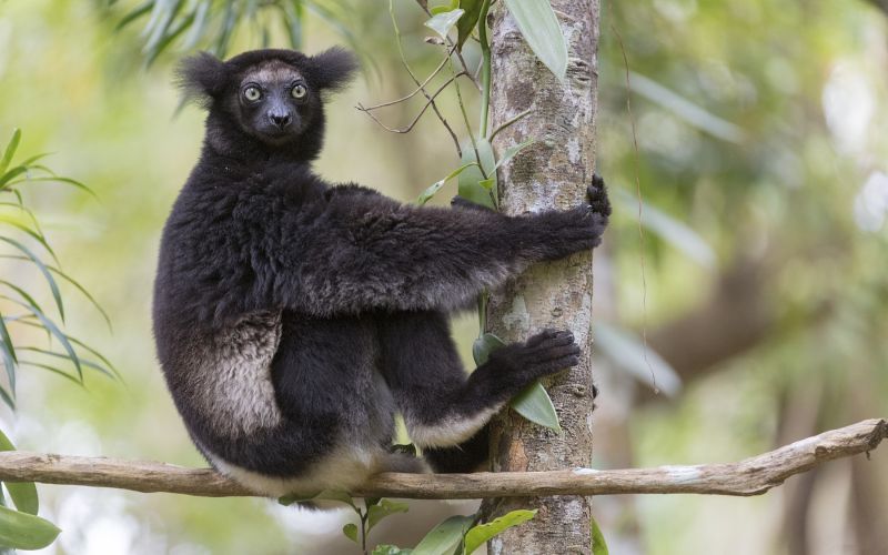 lamur, indri, madagaskar