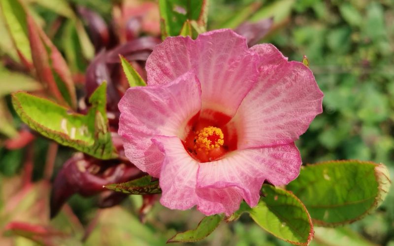 hibiskus