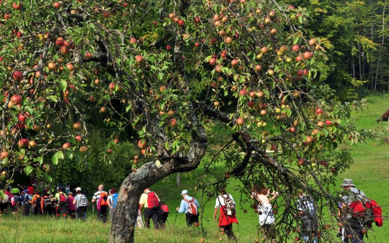 praznik kozjanskega jabolka 1.jpg