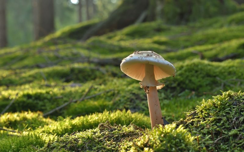 gobe, gobarska-sezona, inspekcija