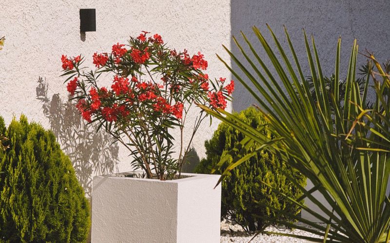 oleander