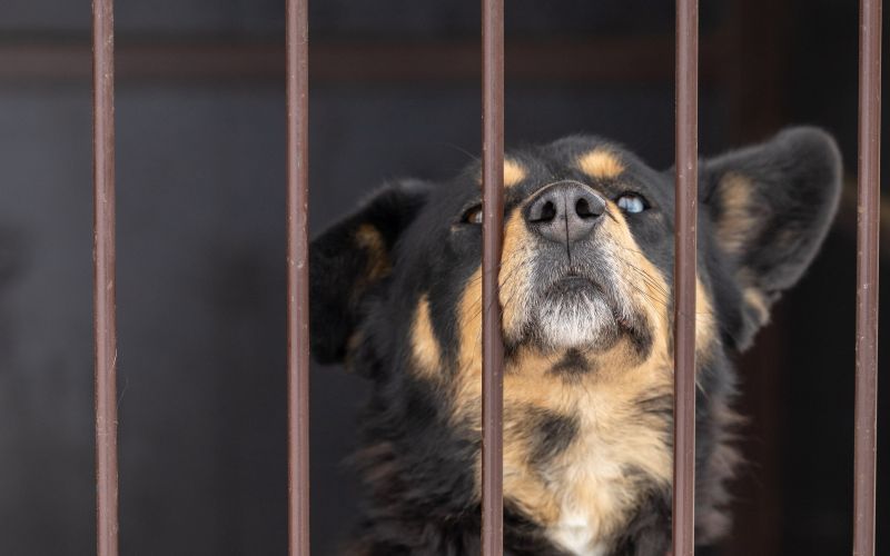 -dog-7770420.jpg