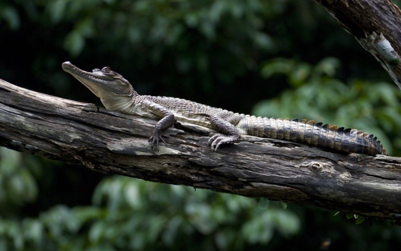 matt-shirley, krokodili, gabon, raziskovanje, afrika, evolucija