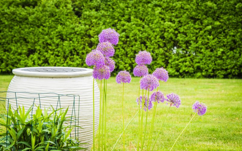 Allium giganteum
