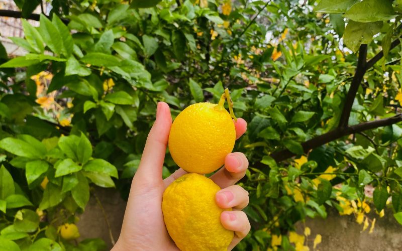 limone
