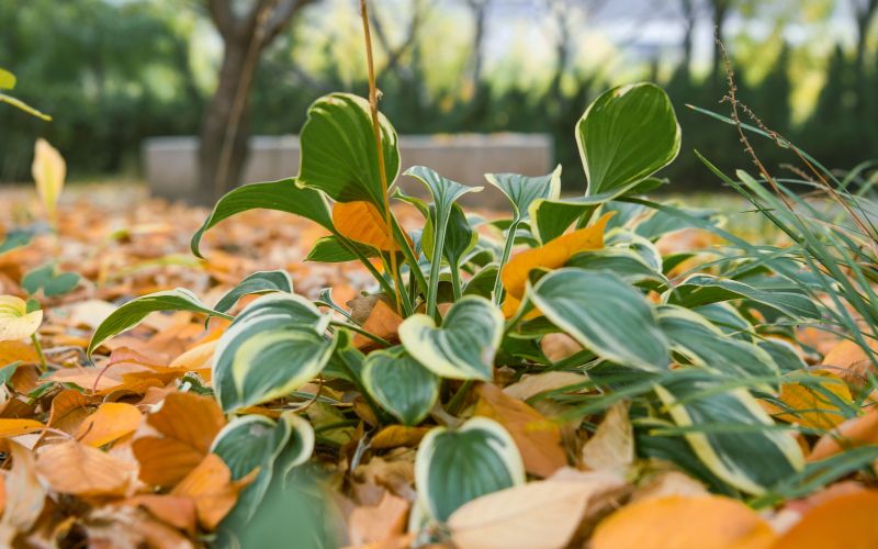 hosta odpadlo listje