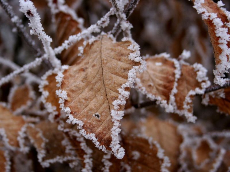 Začetek meteorološke zime: Jo bomo tudi občutili?