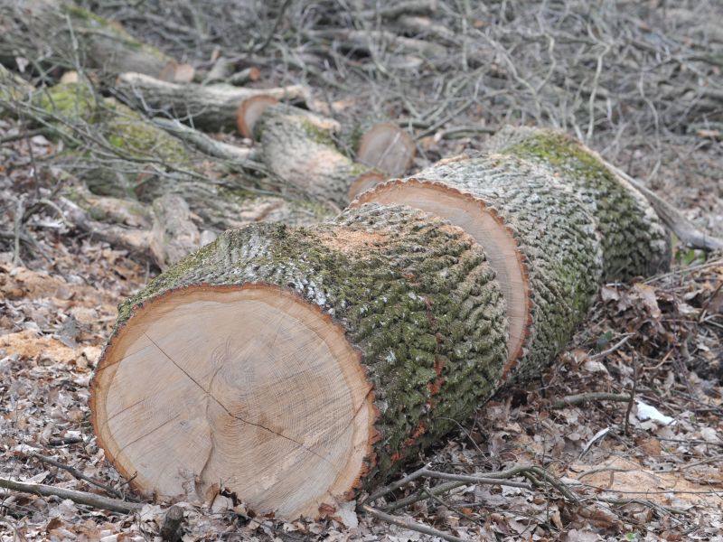 Med sečnjo lesa pri Grgarju umrl 68-letnik