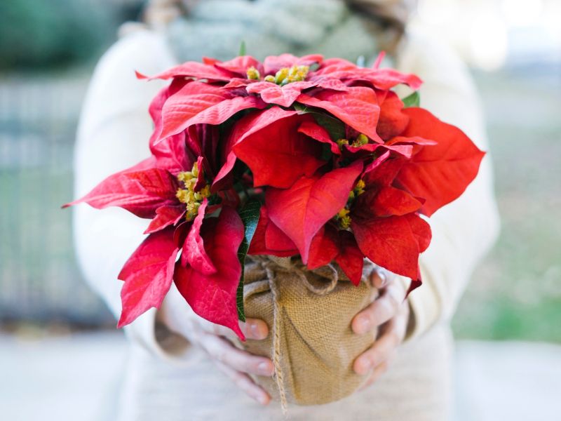 Poskrbite, da bo božična zvezda spet čudovitih barv