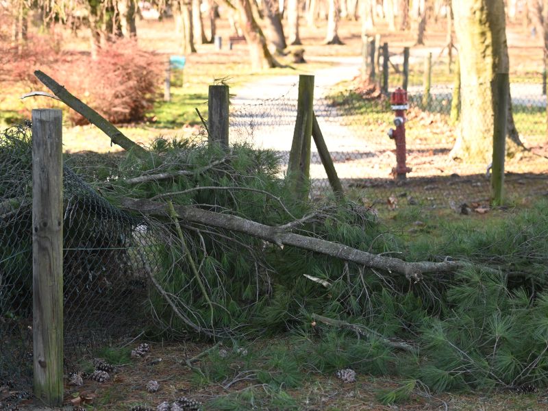 Oranžno opozorilo: Sunki vetra bodo presegali 70 km/h, možni so vetrolomi