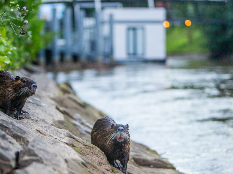 Učinki odlova nutrij na Ljubljanskem barju še vedno neznani