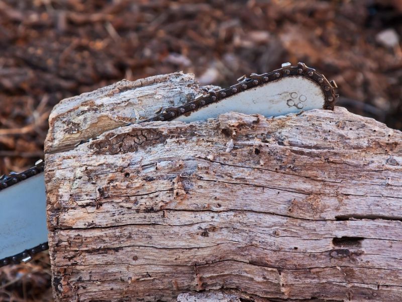 Tragedija v Poljanski dolini: Pri spravilu lesa umrl 44-letnik