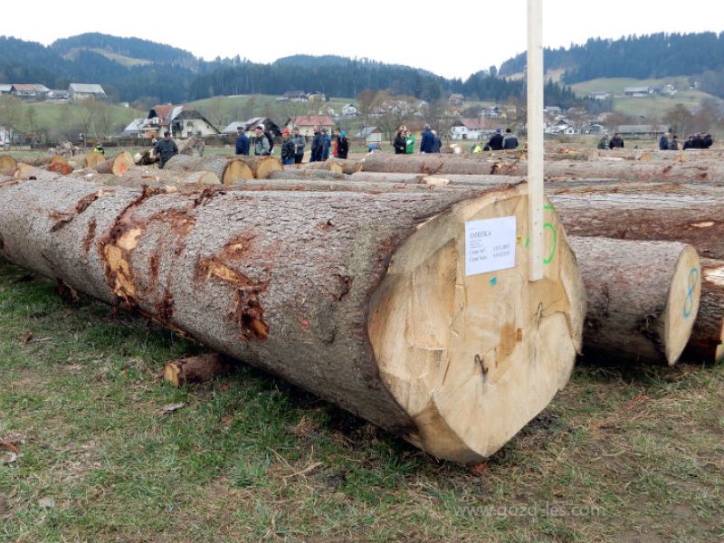 Organizatorji v Pamečah začeli s pripravami na 20. licitacijo vrednejšega lesa