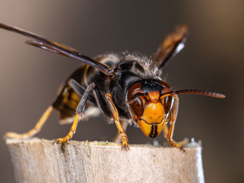 Posadite to rastlino na terasi in pozabite na ose