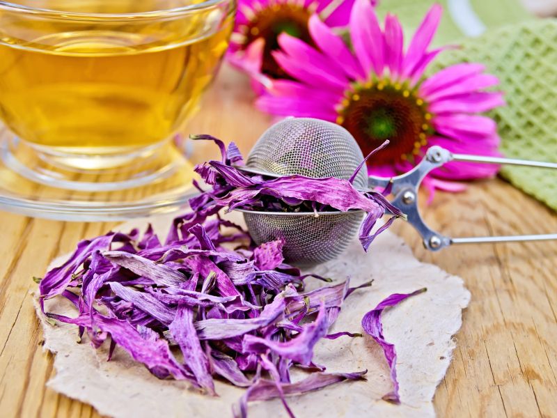 To zelišče okrepi imunski sistem in pospeši celjenje kože