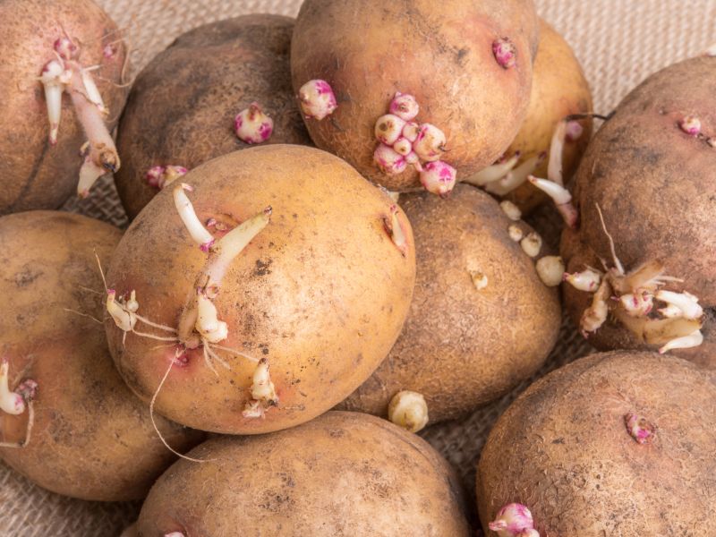 Zakaj je kaleči krompir nevaren in ga ne bi smeli jesti